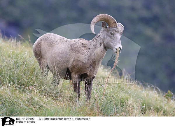 bighorn sheep / FF-04607