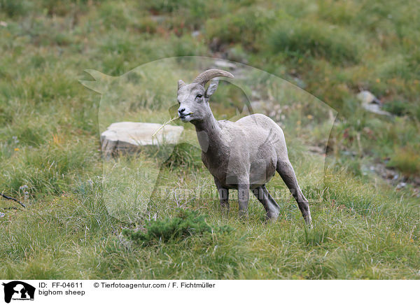 Dickhornschaf / bighorn sheep / FF-04611