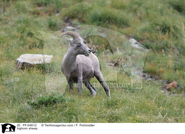 Dickhornschaf / bighorn sheep / FF-04612