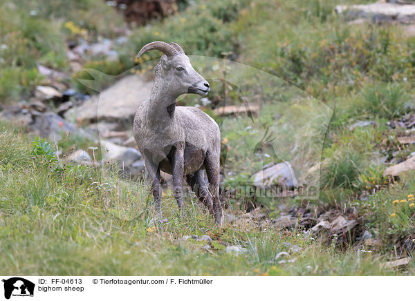 bighorn sheep / FF-04613