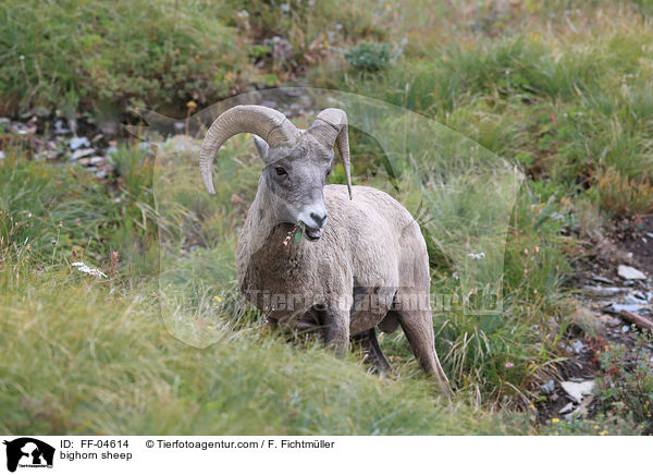 bighorn sheep / FF-04614