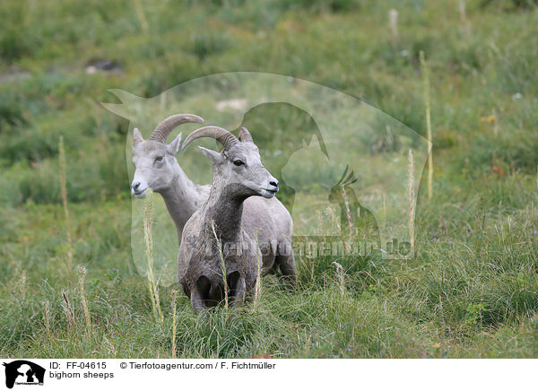 bighorn sheeps / FF-04615