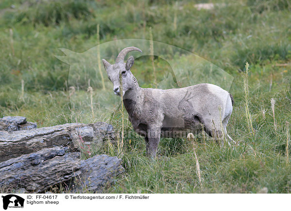 bighorn sheep / FF-04617