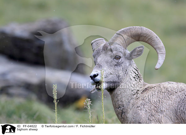 bighorn sheep / FF-04622