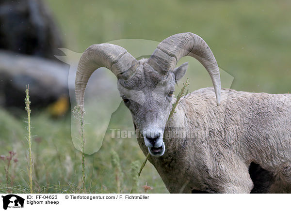 bighorn sheep / FF-04623