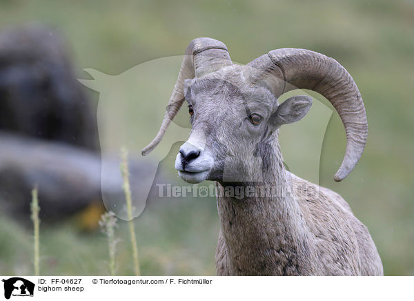 Dickhornschaf / bighorn sheep / FF-04627