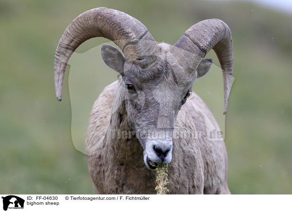 Dickhornschaf / bighorn sheep / FF-04630