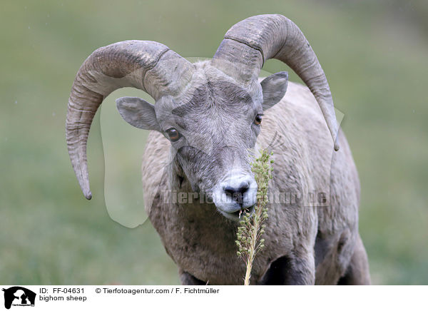 bighorn sheep / FF-04631
