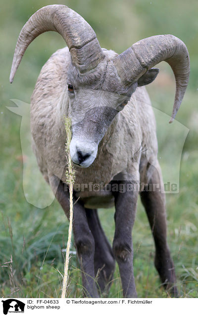 bighorn sheep / FF-04633
