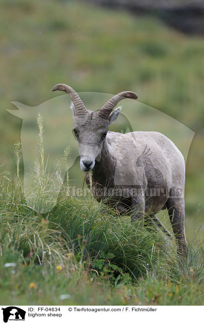bighorn sheep / FF-04634