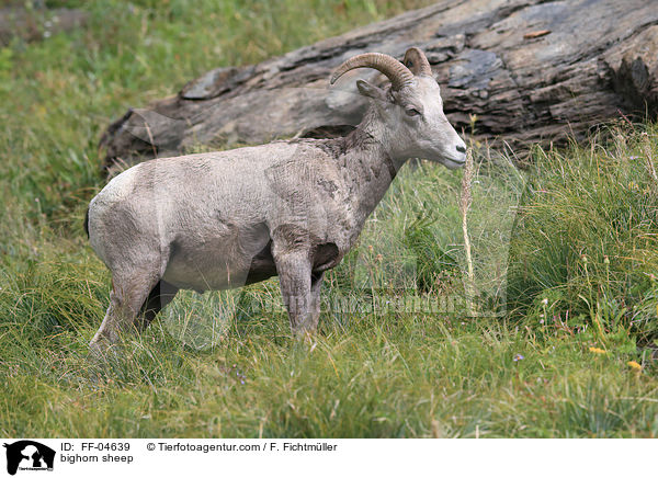 Dickhornschaf / bighorn sheep / FF-04639