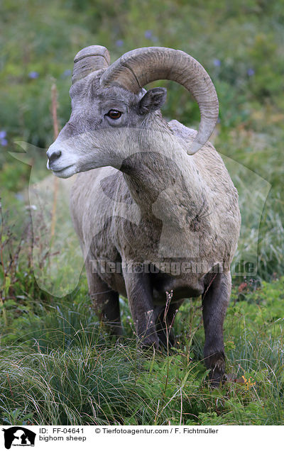 Dickhornschaf / bighorn sheep / FF-04641