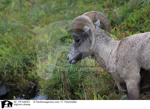 Dickhornschaf / bighorn sheep / FF-04643
