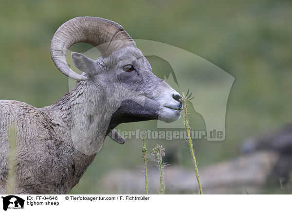 Dickhornschaf / bighorn sheep / FF-04646