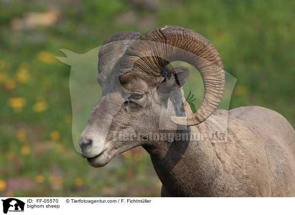 Dickhornschaf / bighorn sheep / FF-05570