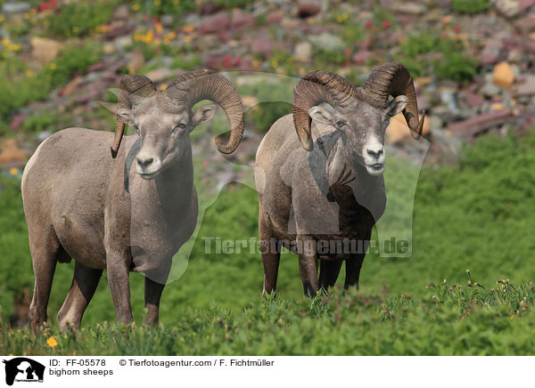 Dickhornschafe / bighorn sheeps / FF-05578