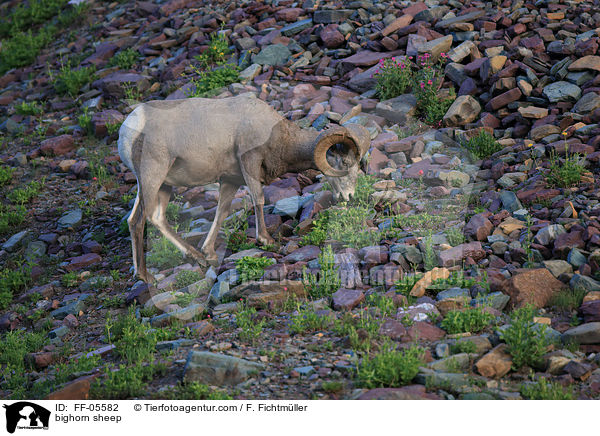 Dickhornschaf / bighorn sheep / FF-05582