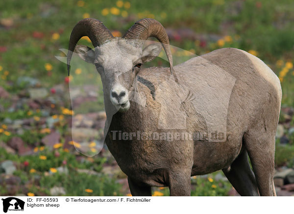 Dickhornschaf / bighorn sheep / FF-05593