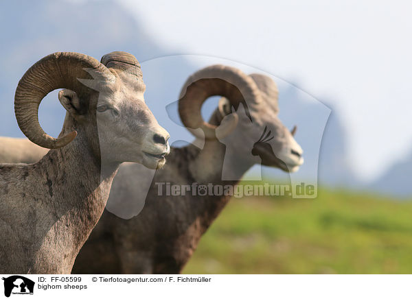 Dickhornschafe / bighorn sheeps / FF-05599