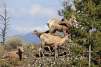 bighorn sheeps