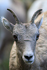 bighorn sheep