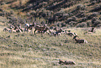 bighorn sheeps