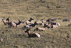 bighorn sheeps