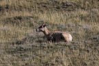 bighorn sheep