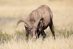 bighorn sheep