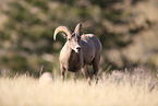 bighorn sheep