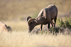 bighorn sheep