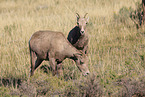 bighorn sheeps