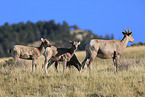 bighorn sheeps