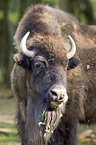 American bison portrait