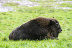 American bison