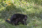 sitting Black Lemur