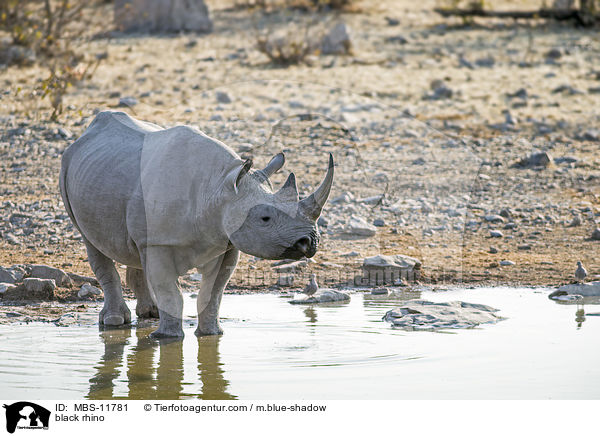 Spitzmaulnashorn / black rhino / MBS-11781