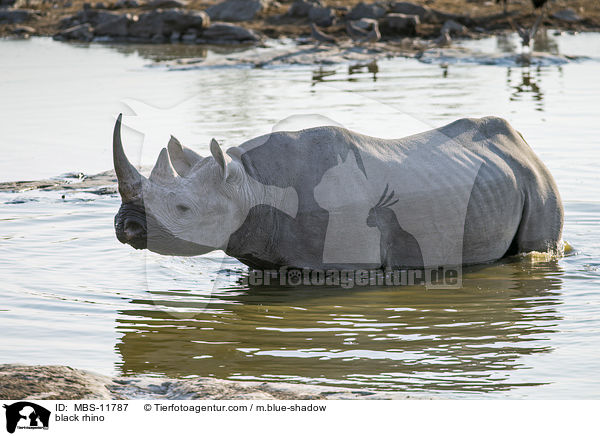 Spitzmaulnashorn / black rhino / MBS-11787