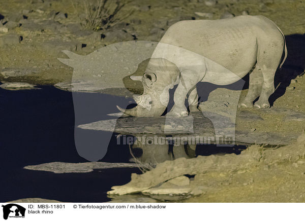 Spitzmaulnashorn / black rhino / MBS-11801