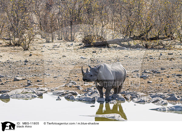 Spitzmaulnashorn / black rhino / MBS-11805