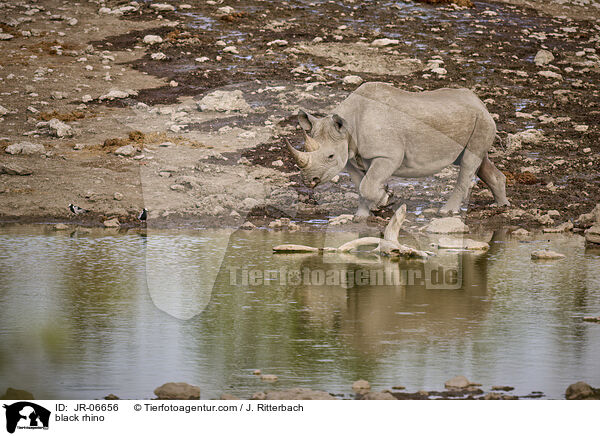 Spitzmaulnashorn / black rhino / JR-06656