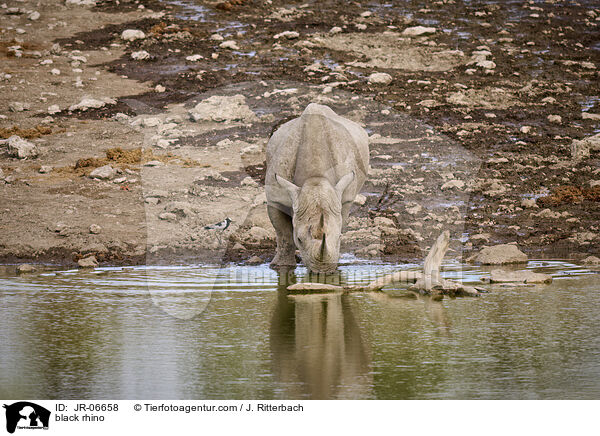 Spitzmaulnashorn / black rhino / JR-06658