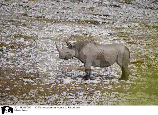 Spitzmaulnashorn / black rhino / JR-06659