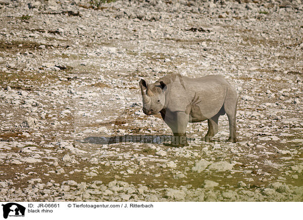 Spitzmaulnashorn / black rhino / JR-06661