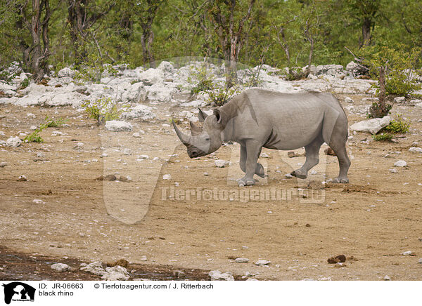 Spitzmaulnashorn / black rhino / JR-06663