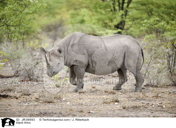 Spitzmaulnashorn / black rhino / JR-06693