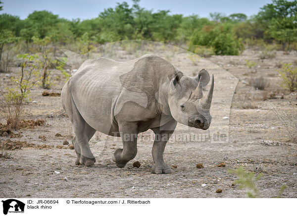 Spitzmaulnashorn / black rhino / JR-06694