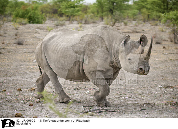 Spitzmaulnashorn / black rhino / JR-06695