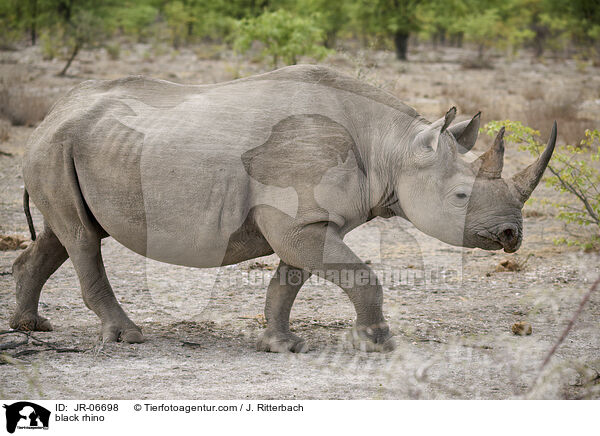 Spitzmaulnashorn / black rhino / JR-06698