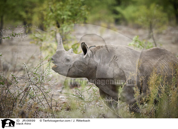 Spitzmaulnashorn / black rhino / JR-06699